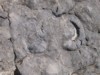Agrandir
