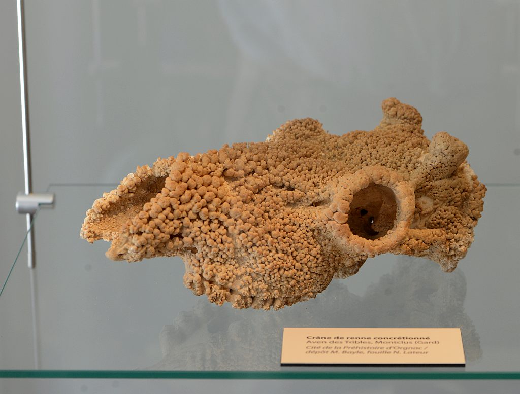 crâne concretionné