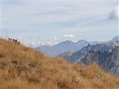Pelouse alpine de haute altitude (2660 m.)