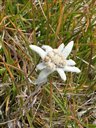 edelweiss dans la prairie d'étude