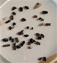 anthracologie : charbons isolés pour détermination