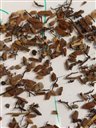 recherche des charbons dans l'échantillon trié de sol
