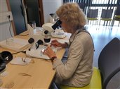 Armelle : recherche des charbons dans l'échantillon trié de sol