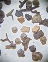 recherche des charbons dans l'échantillon trié de sol (vue sous binoculaire)