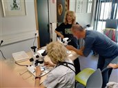 recherche des charbons dans l'échantillon trié de sol